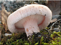 Zottiger Birken-Milchling - Lactarius torminosus 