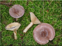 Nordischer Milchling - Lactarius trivialis