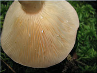 Nordischer Milchling - Lactarius trivialis