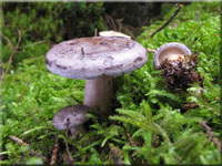 Nordischer Milchling - Lactarius trivialis