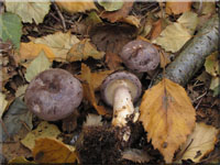 Nordischer Milchling - Lactarius trivialis