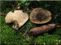 Olivbrauner Milchling - Lactarius turpis