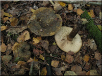 Olivbrauner Milchling - Lactarius turpis