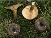 Olivbrauner Milchling - Lactarius turpis