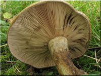 Olivbrauner Milchling - Lactarius turpis