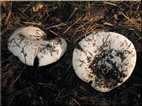 Wolliger Milchling - Lactarius vellereus