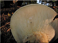 Wolliger Milchling - Lactarius vellereus 