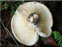 Wolliger Milchling - Lactarius vellereus 