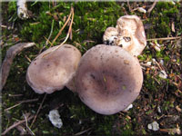 Graufleckender Milchling - Lactarius vietus