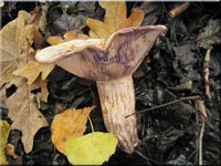 Trockener Violett-Milchling - Lactarius violascens