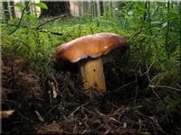 Brtling - Lactarius volemus