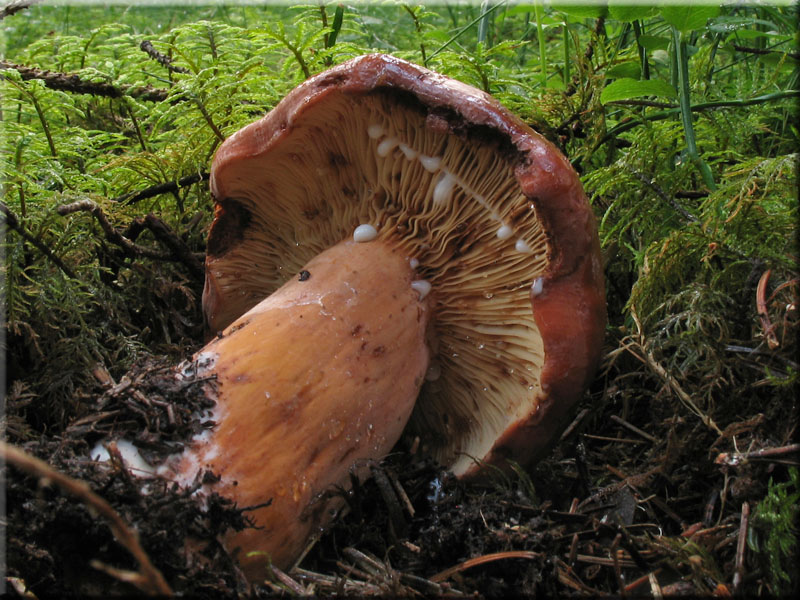 Brtling - Lactarius volemus