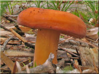 Brtling - Lactarius volemus