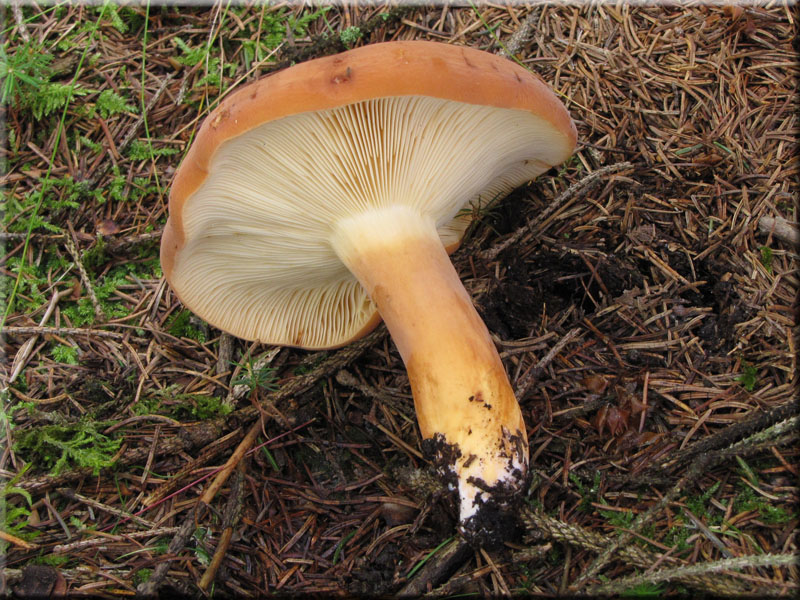 Brtling - Lactarius volemus