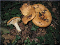 Blasser Zonenmilchling - Lactarius zonarius