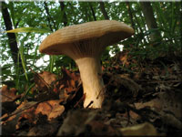 Blasser Zonenmilchling - Lactarius zonarius