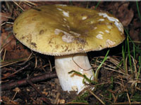 Grasgrüner Birken-Täubling - Russula aeruginea