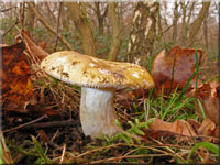 Grasgrner Birken-Tubling - Russula aeruginea