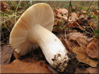 Grasgrner Birken-Tubling - Russula aeruginea