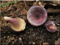 Samt-Täubling - Russula amoena