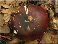 Purpurschwarzer Tubling - Russula atropurpurea