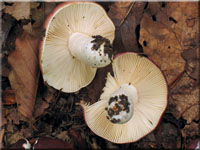 Purpurschwarzer Tubling - Russula atropurpurea