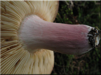 Zedernholz-Tubling - Russula badia 