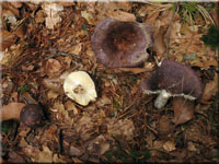 Violettbrauner Täubling - Russula brunneoviolacea