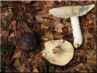 Violettbrauner Tubling - Russula brunneoviolacea