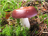 Buckel-Täubling - Russula caerulea
