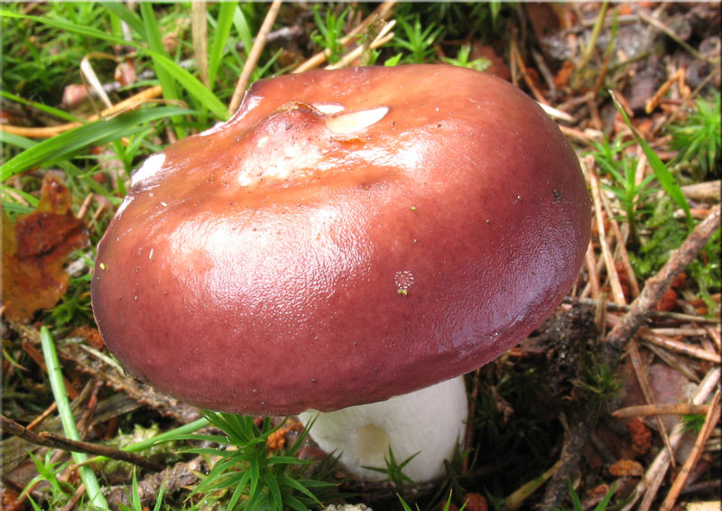 Pilze: Buckel-Täubling - Russula caerulea