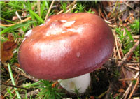 Buckel-Tubling - Russula caerulea