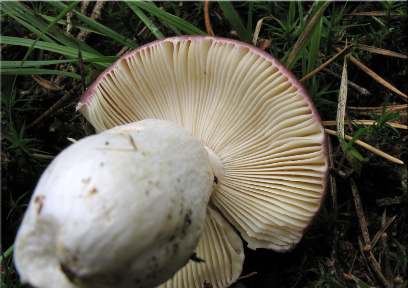 Buckel-T�ubling - Russula caerulea