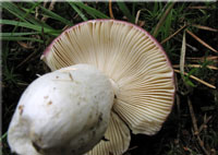 Buckel-Tubling - Russula caerulea