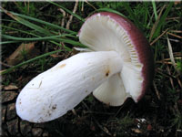 Buckel-Tubling - Russula caerulea