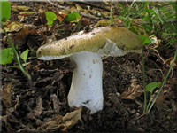 Hainbuchen-Täubling - Russula carpini