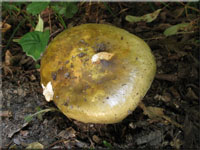 Hainbuchen-Tubling - Russula carpini