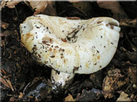 Schmalblättriger Weiß-Täubling - Russula chloroides