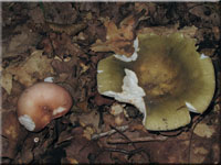 Violettgrner Frauen-Tubling - Russula cyanoxantha