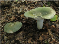 Violettgrner Frauen-Tubling - Russula cyanoxantha