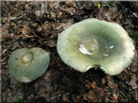 Violettgrner Frauen-Tubling - Russula cyanoxantha