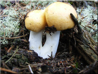 Orangeroter Graustiel-Tubling - Russula decolorans