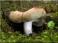 Gemeiner Weiß-Täubling - Russula delica