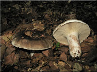 Dichtblättriger Schwärz-Täubling - Russula densifolia