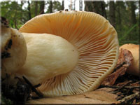 Gallen-Tubling - Russula fellea