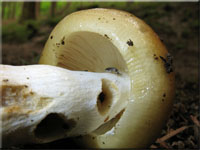 Gemeiner Stink-Tubling - Russula foetens