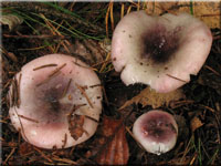 Wechselfarbiger Spei-Täubling - Russula fragilis