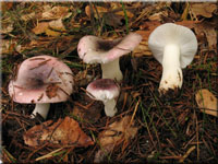 Wechselfarbiger Spei-Tubling - Russula fragilis