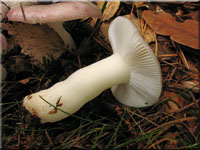 Wechselfarbiger Spei-Tubling - Russula fragilis