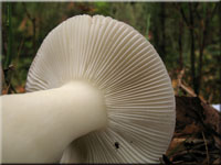 Wechselfarbiger Spei-Tubling - Russula fragilis